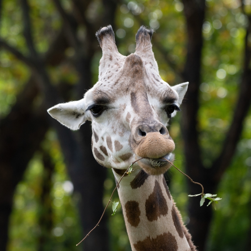 Bronx Zoo