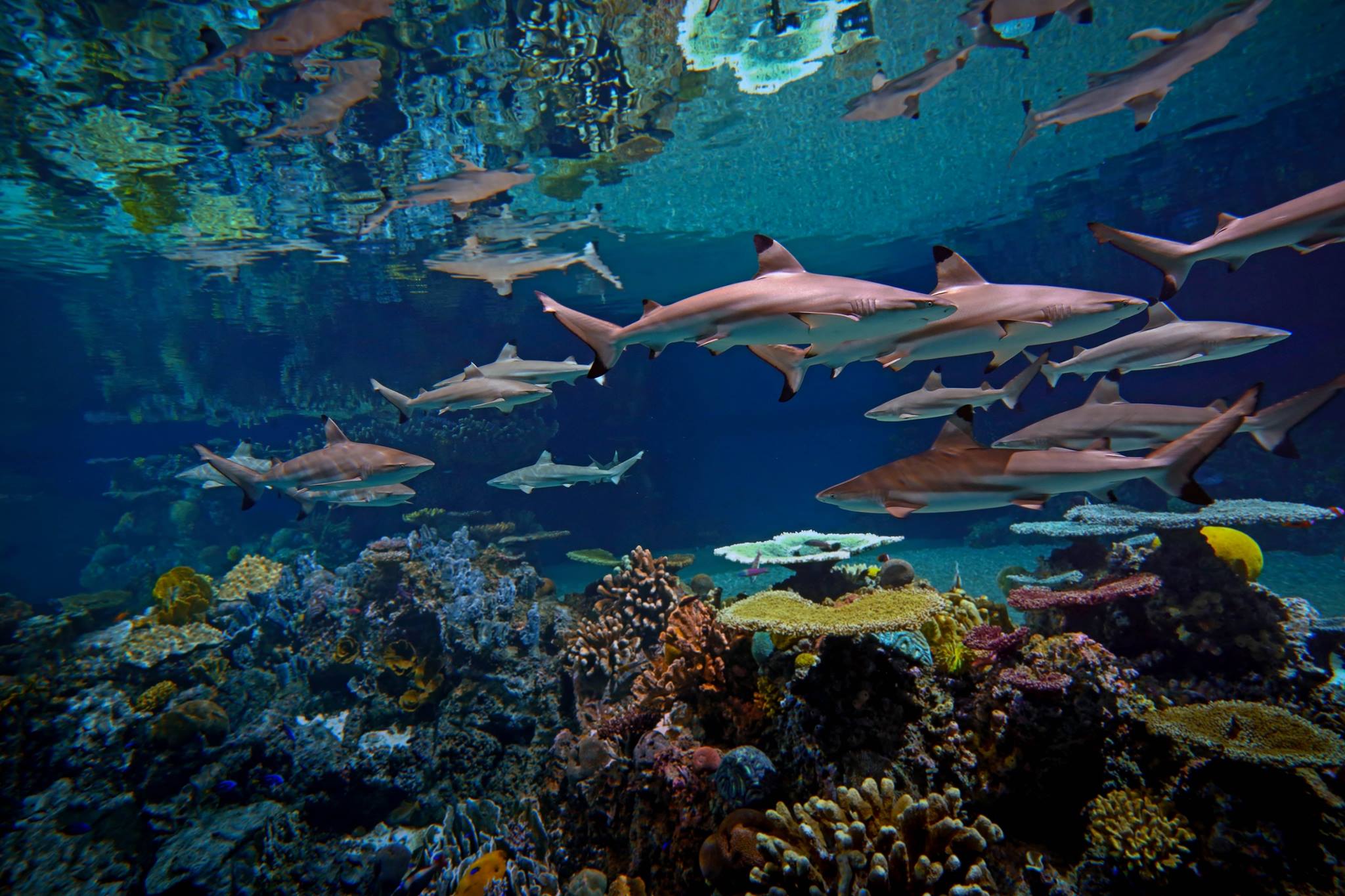 National Aquarium