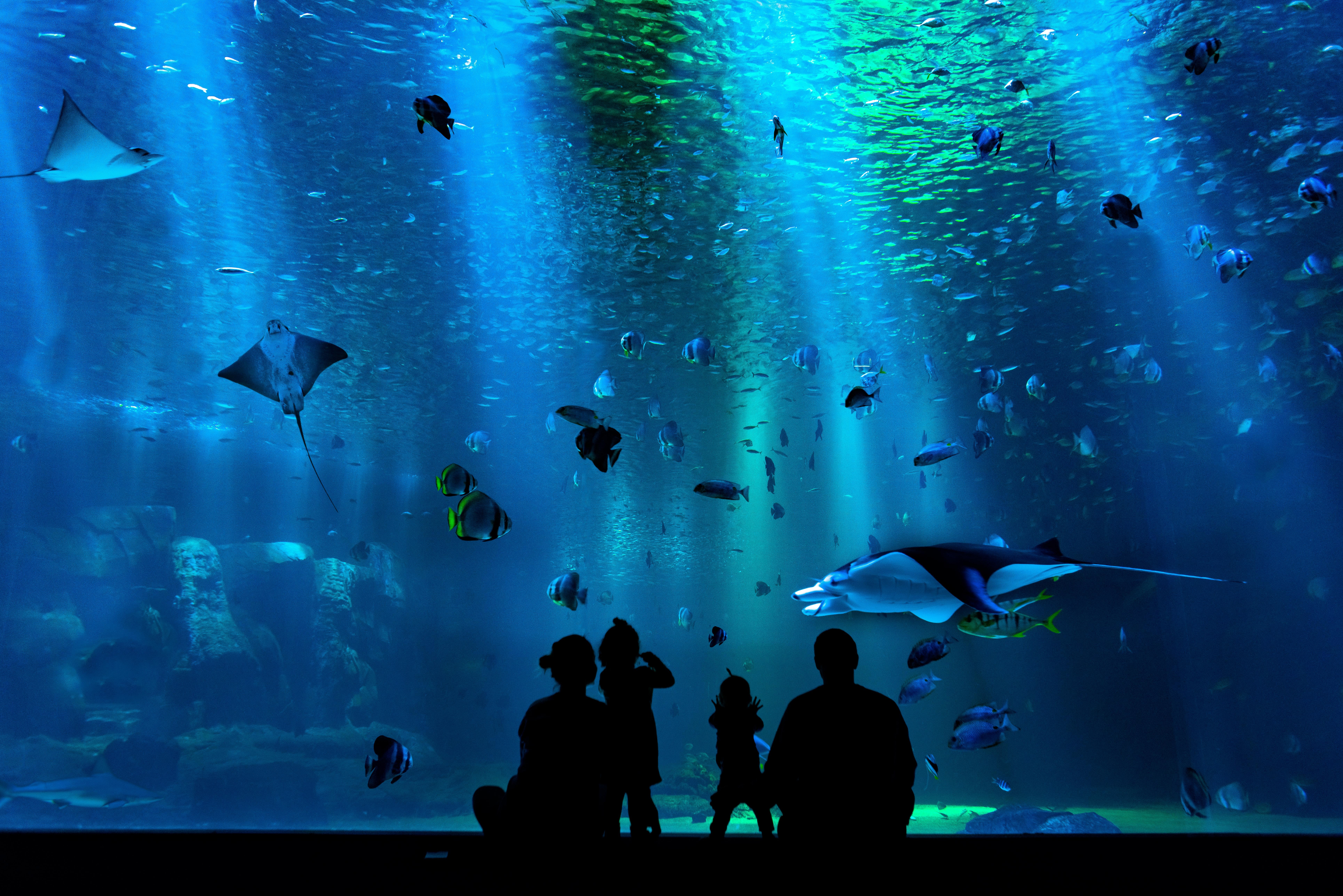 Aquariums, Oceanariums and Dolphinariums