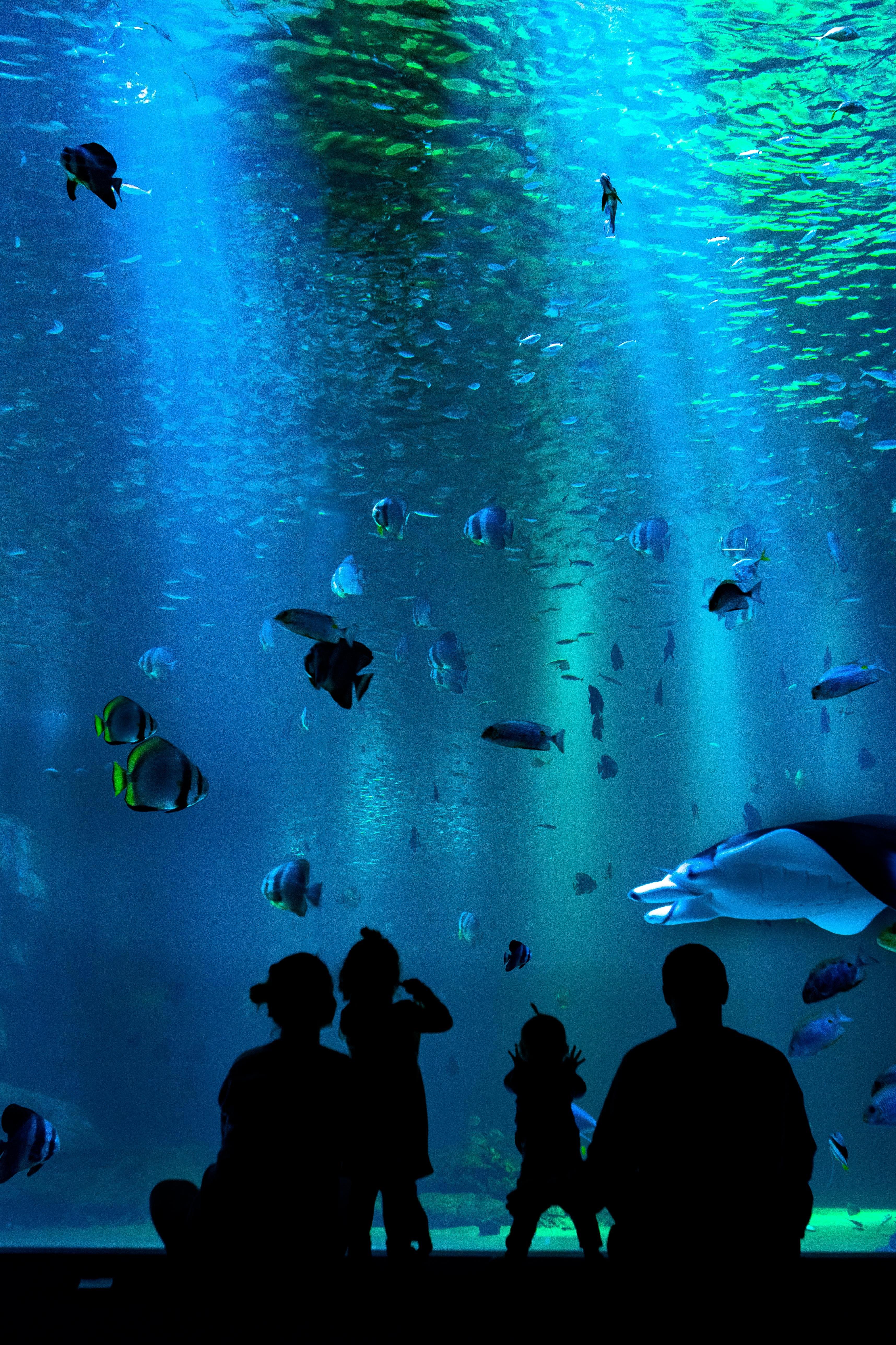 Aquariums, Oceanariums and Dolphinariums