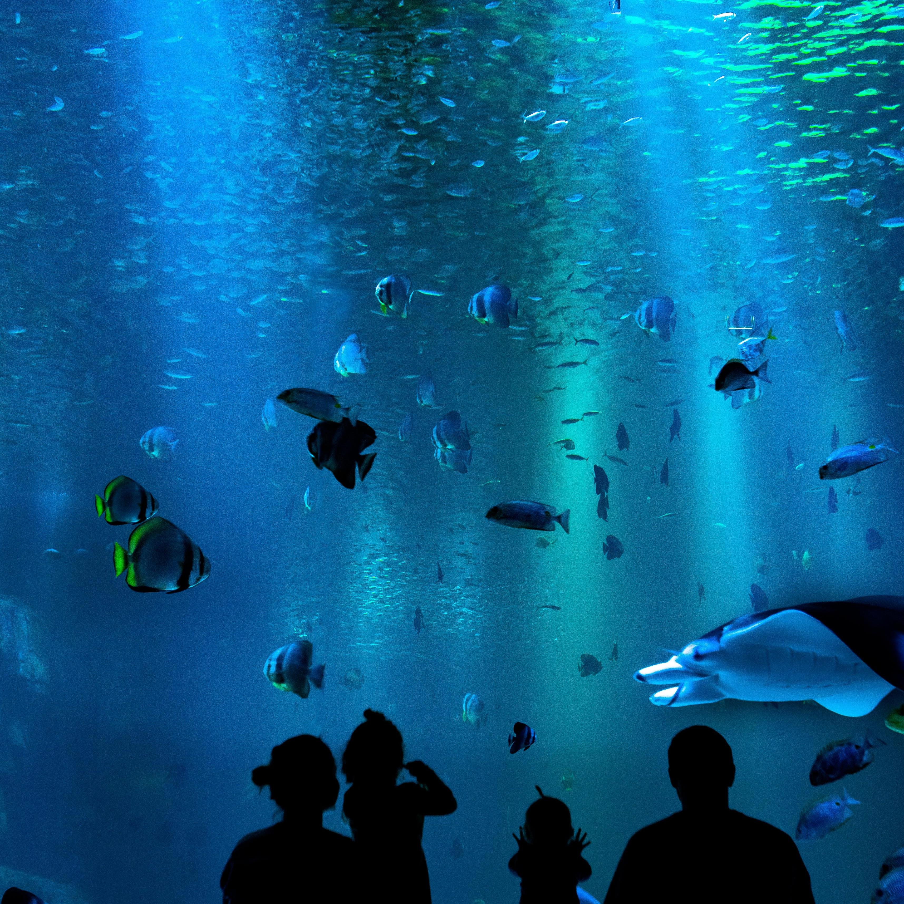 Aquariums, Oceanariums and Dolphinariums