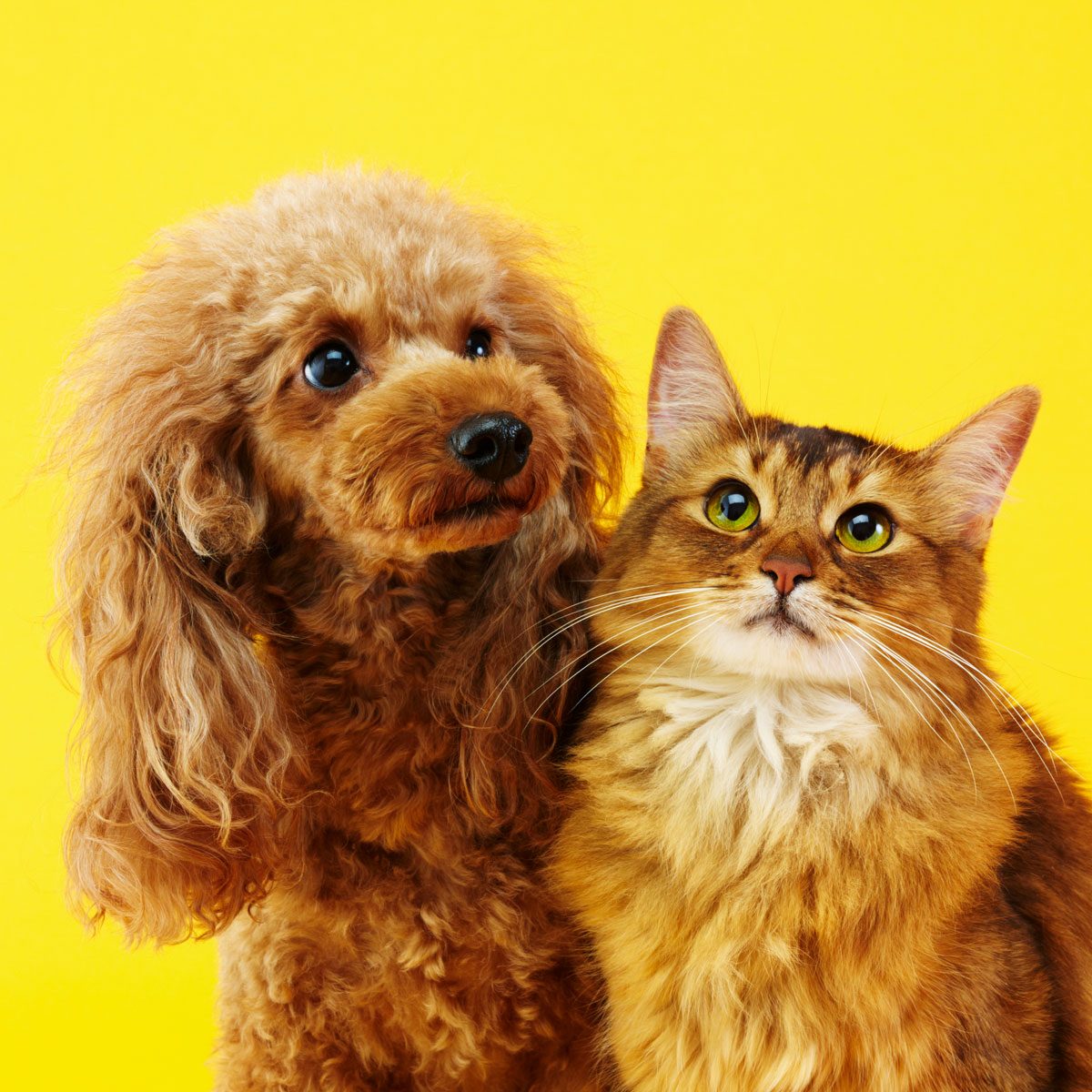 homepage-explore-pets-GettyImages-184920565