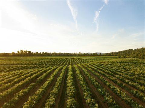 Agriculture, Farming and Food Production