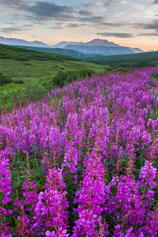 Denali National Park & Preserve